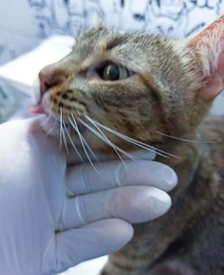 Clinica-Vet-Murundu-Dr-Alexandre-kaczmarkiewicz-Veterinario-3-1-e1696558122219