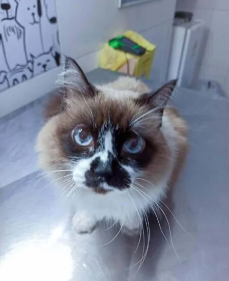 Clinica-Vet-Murundu-Dr-Alexandre-kaczmarkiewicz-Veterinario-4-1-e1696558095489