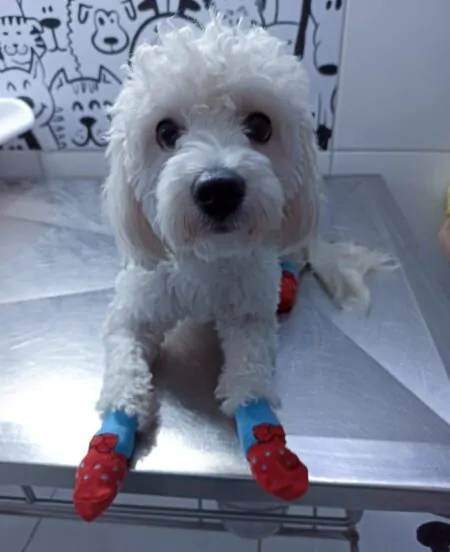 Clinica-Vet-Murundu-Dr-Alexandre-kaczmarkiewicz-Veterinario-5-e1696558191499
